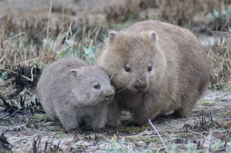 Why Wombats Poop Cubes An Engineer Explains The Science And The