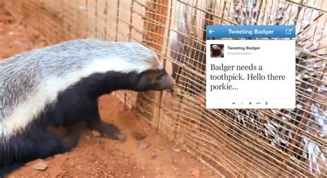 Follow Live Tweets From The Worlds First Tweeting Honey Badger Grist