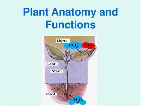 Ppt Plant Tissues And Organs Powerpoint Presentation