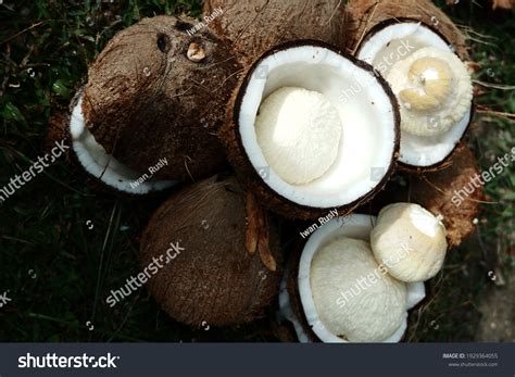 Coconut Sprout Kentos Kelapa Seed Growing Stock Photo 1929364055