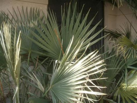 Pics Of Cold Damaged Palms