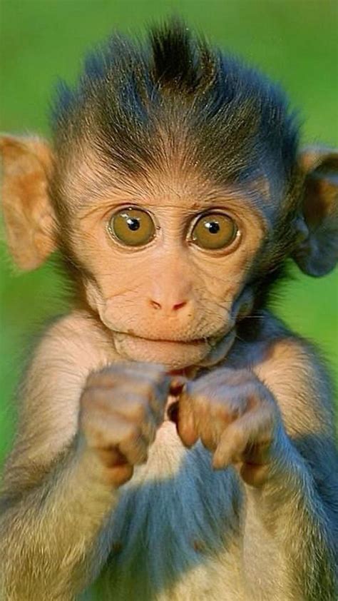 Cute Monkey Babies ️🐵🐒 Cute Baby Monkey Funny Animal Pictures