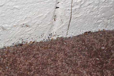How To Get Rid Of Bed Bugs In Carpet Get Your Carpet Bed Bug Free
