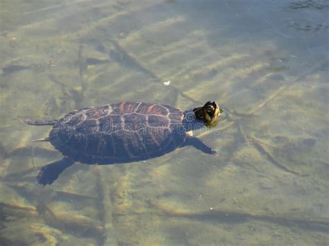 Floating Turtle Swimming In A Pond Stock Image Image Of Repose Wild