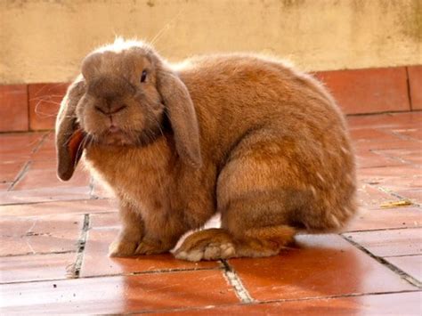 Giant French Lop Rabbit