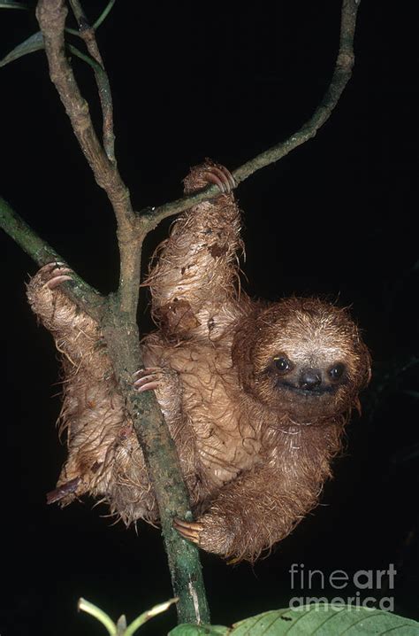 Baby Three Toed Sloth Photograph By Gregory G Dimijian Md Fine