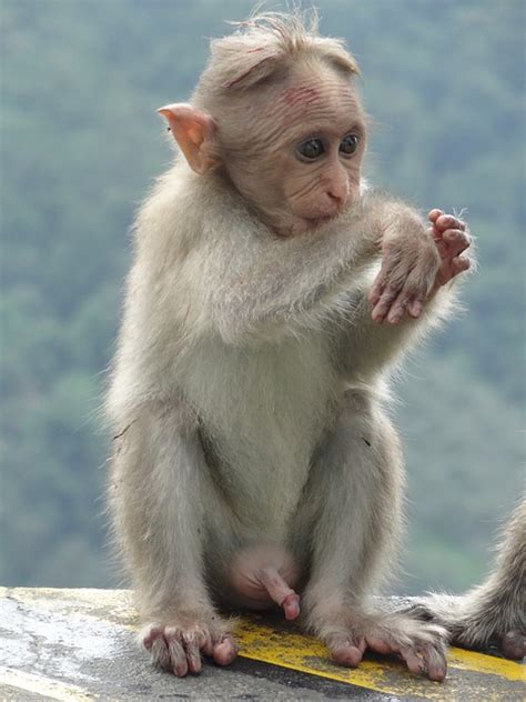 猴 动物 哺乳动物 Pixabay上的免费照片 Pixabay