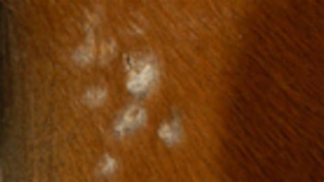 Watch Out For 8 Common Equine Skin Diseases The Horse Owners