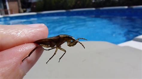 Punaise Deau Géante Giant Water Bug Youtube