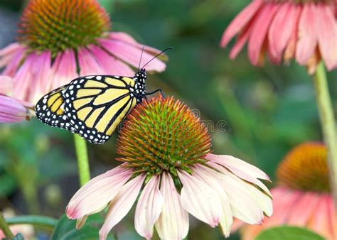 Monarch Butterfly Perched On Coneflowers Stock Photo Image Of