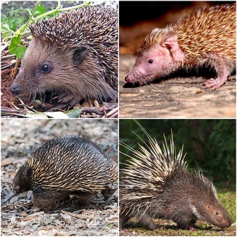 Are Porcupines And Hedgehogs Related Quora