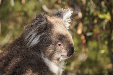 Животные австралии фото с названиями