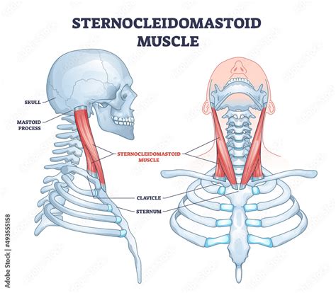 Sternocleidomastoid Muscle As Human Neck Muscular System Outline