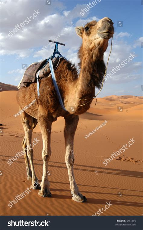 This camel is the one usually most people see in pictures as it crosses the sahara desert. Arabian Camel Or Dromedary (Camelus Dromedarius) Also ...