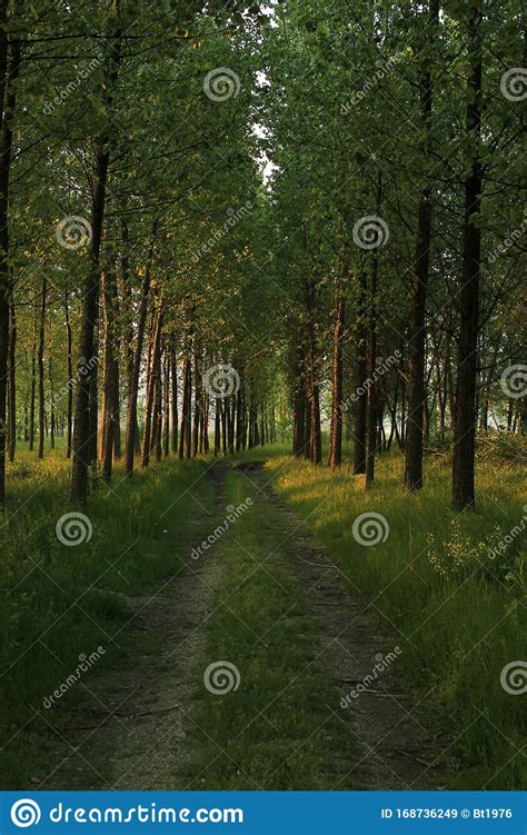 Forest Spring Landscape Forest Trees With Grass On The Foreground And