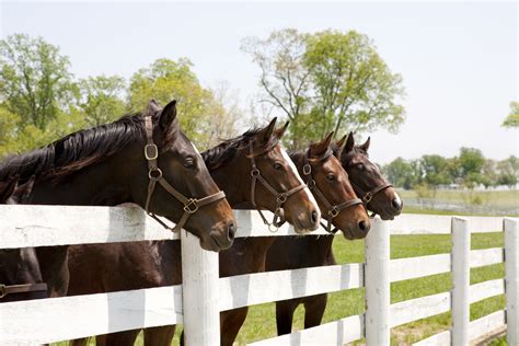 The Right Fence For Horse Property Sarah Boyd And Company