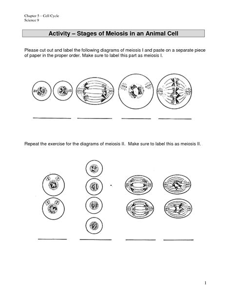 Meiosis Worksheet Answer Key 15 Best Images Of Phases Of Meiosis