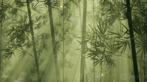 Asian Bamboo Forest With Morning Fog Weather 5846283 Stock Photo At