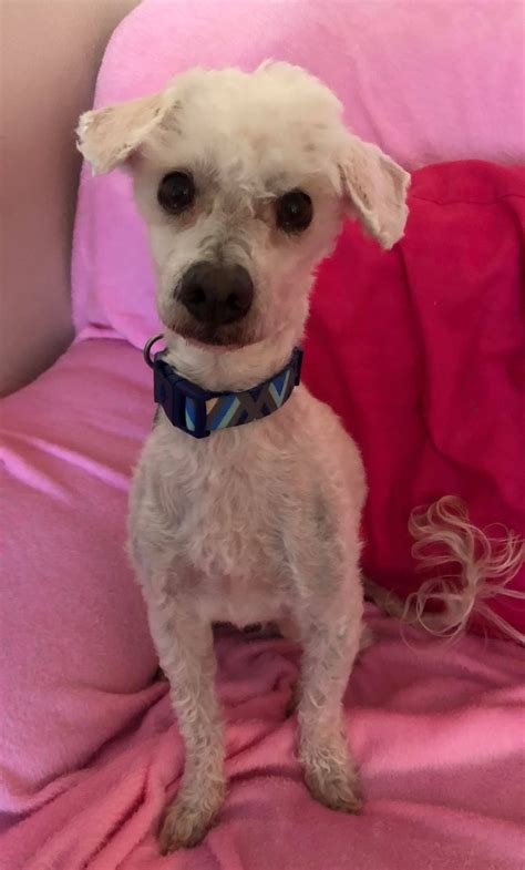 Pet Adoption Colorado Springs – Pets Reference