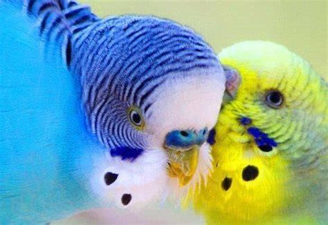 Love Birds Parakeet Love Birds Budgies