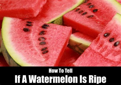 How can you tell if a watermelon is ripe? How To Tell If A Watermelon Is Ripe | KitchenSanity