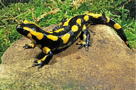 Salamandra común hábitat y características Mis Animales
