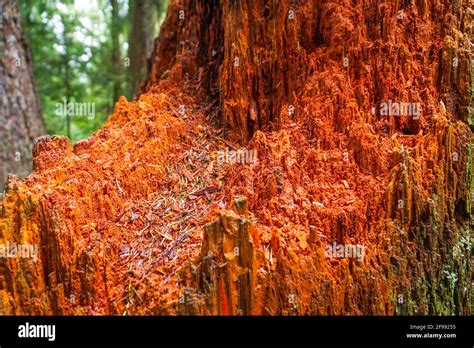 Western Red Cedar Amazing Trees In The Redwoods Stock Photo Alamy