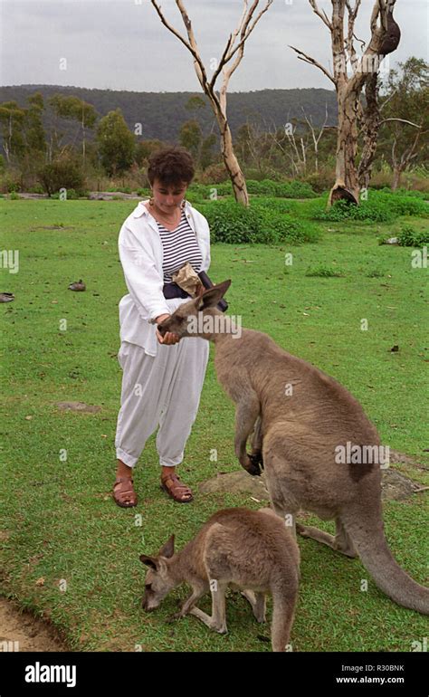 Eastern Grey Kangaroos Macropus Giganteus Hand Feeding Waratah Park