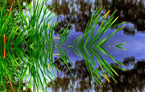 Wallpaper Reflection Reflections Grass Grasses Duckpond Pond