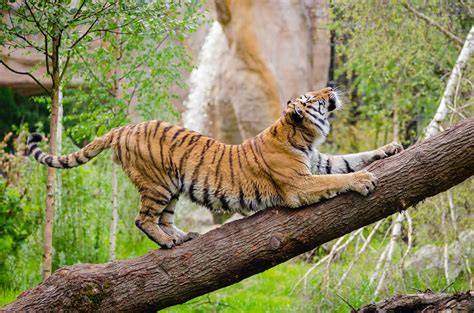 Tiger Stretching Over Brown Trunk During Daytime · Free Stock Photo