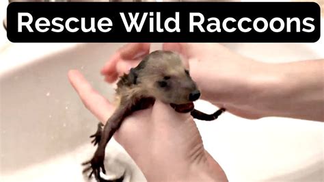 Wildlife Animal Rescue Come To Save Raccoons Youtube