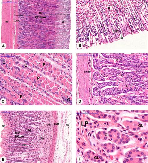 Photomicrographs Of The Fundic Gland Region A D And Pyloric Gland