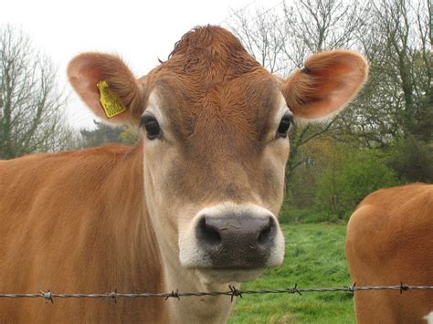 Jersey Cow So Pretty Cow Cow Face Animals Beautiful