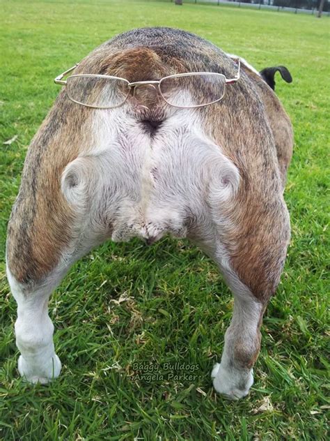 Bulldog Butts Are The Cutest Butts → Photo And Video Collection Baggy