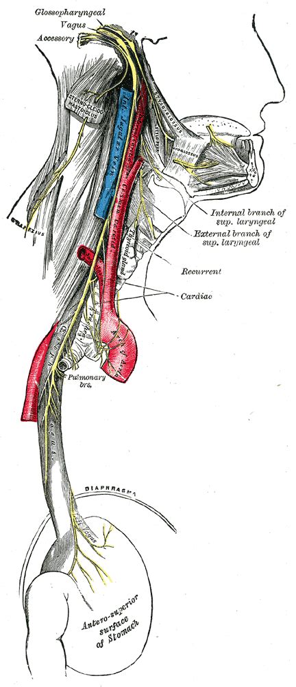 Superior Laryngeal Nerve Wikipedia