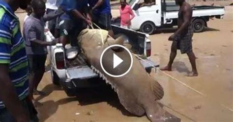 Huge Grouper Like Fish Caught At Mayaro Trinidad Pooran Ramlakhan