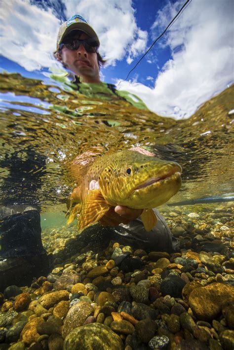 Fly Fishing Photo Underwater Brown Trout In Patagonia The Venturing
