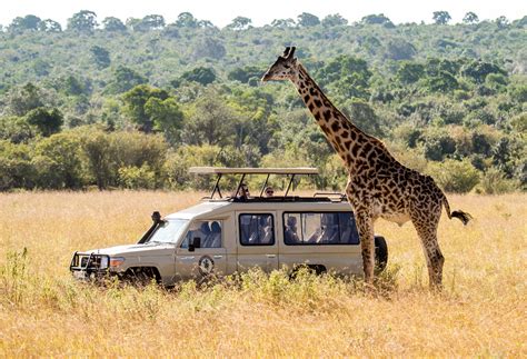 Excursi N De D As A Safari En Tanzania Migraci N Del U Del