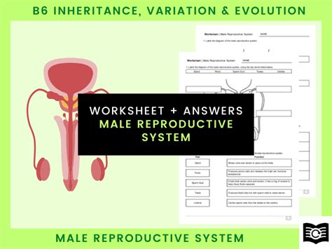 Male Reproductive System Worksheet Teaching Resources