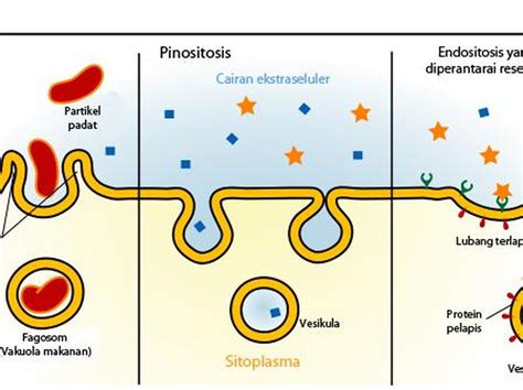 Berita Dan Informasi Fagositosis Terkini Dan Terbaru Hari Ini Detikcom