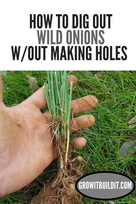 Put a catcher on the mower to take the flowers off the ground. Wild Onion Grass & Wild Garlic - Identification and ...