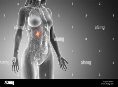 3d Rendered Medically Accurate Illustration Of A Womans Gallbladder