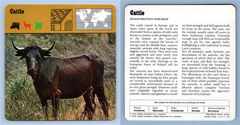 Cattle Mammals 1970s Rencontre Safari Wildlife Card