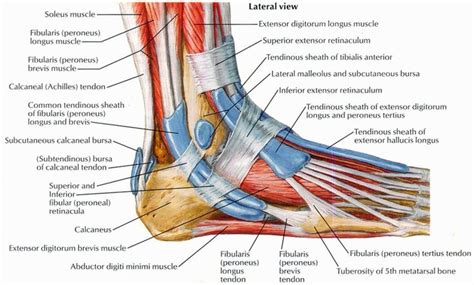 The two main extensor foot tendons are the extensor hallucis longus and the extensor digito. Foot Tendon Anatomy Diagram | Ankle tendonitis, Ankle ...