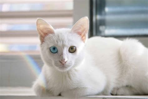 Heterochromia In Cats Why Do Some Cats Have Bicolor Eyes Proactive