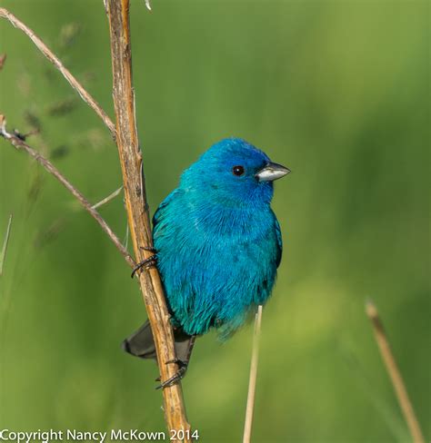 Photographing Indigo Buntings And The Illusion Of Seeing Blue Welcome