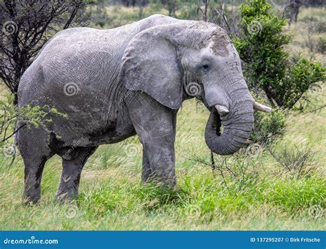 African Elephant In The Nxai Pan National Park In Botswana Stock Image