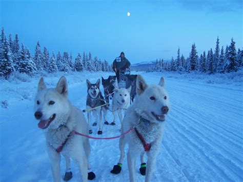 Free Images Snow Winter Trail Running Vehicle Husky Race