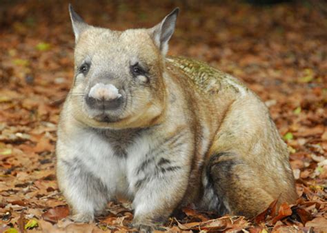 northern hairy nosed wombat infy world