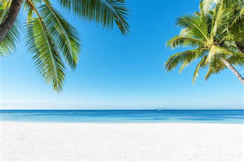 Free beach background images, textures, gifs, animations, background images. Palm Trees And Tropical Beach Background Stock Photo ...